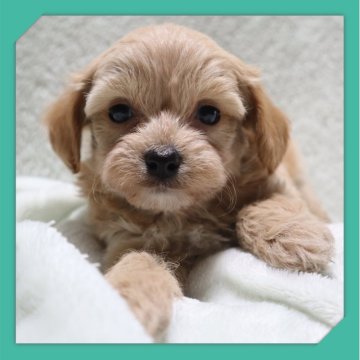 ●ちわぷー●(トイプードル×チワワ)【岡山県・男の子・2025年9月27日・クリーム】の写真「●11月14日撮影●」