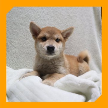 柴犬(標準サイズ)【岡山県・女の子・2025年6月8日・赤】の写真「●08月21日撮影●」