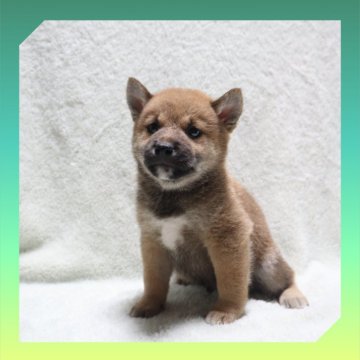 柴犬(標準サイズ)【岡山県・男の子・2025年8月24日・赤】の写真「●10月09日撮影●」