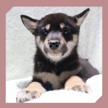 柴犬(標準サイズ)【岡山県・女の子・2025年8月16日・黒】の写真「●10月30日撮影●」