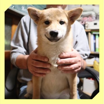 柴犬(標準サイズ)【岡山県・女の子・2025年7月25日・赤】の写真「●12月11日撮影●」