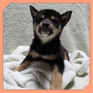 柴犬(標準サイズ)【岡山県・女の子・2025年8月16日・黒】の写真「●11月06日撮影●」