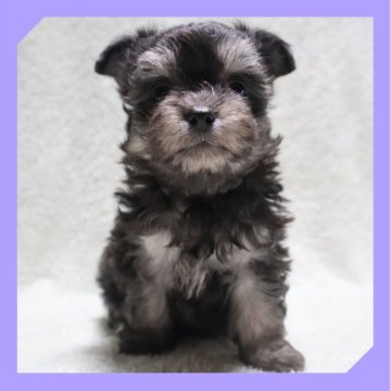 ●ちわまる●(マルチーズ×チワワ)【岡山県・男の子・2025年10月25日・ブラックタン】の写真「2025/12/11」