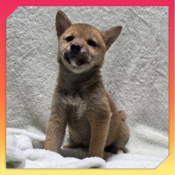 柴犬(標準サイズ)【岡山県・女の子・2025年8月24日・赤】の写真「●11月06日撮影●」