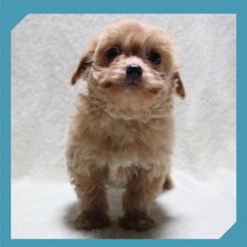 ●ちわぷー●(トイプードル×チワワ)【岡山県・男の子・2025年9月27日・クリーム】の写真「●12月11日撮影●」