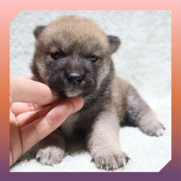 柴犬(標準サイズ)【岡山県・女の子・2025年8月24日・赤】の写真「●09月18日撮影●」