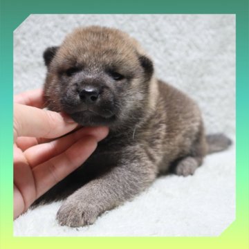 柴犬(標準サイズ)【岡山県・男の子・2025年8月24日・赤】の写真「●09月18日撮影●」