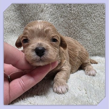 ●まるぷー●(マルチーズ×トイプードル)【岡山県・男の子・2025年10月21日・アプリコット】の写真「●11月06日撮影●」