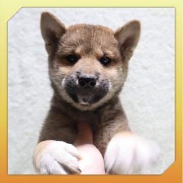 柴犬(標準サイズ)【岡山県・男の子・2025年9月17日・赤】の写真「●11月20日撮影●」