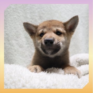 柴犬(標準サイズ)【岡山県・女の子・2025年9月29日・赤】の写真「●12月04日撮影●」