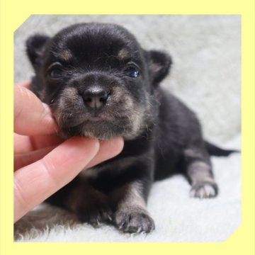 チワワ(スムース)【岡山県・女の子・2025年9月29日・ブラックタン&ホワイト】の写真「●10月16日撮影●」