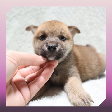 柴犬(標準サイズ)【岡山県・女の子・2025年8月24日・赤】の写真「●10月09日撮影●」