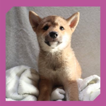 柴犬(標準サイズ)【岡山県・女の子・2025年8月16日・赤】の写真「●10月30日撮影●」