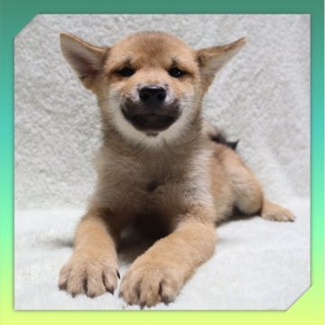 柴犬(標準サイズ)【岡山県・男の子・2025年8月24日・赤】の写真「●11月20日撮影●」