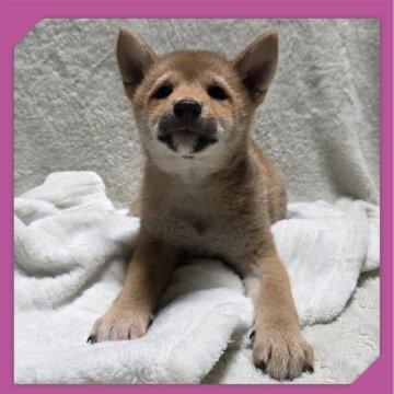 柴犬(標準サイズ)【岡山県・女の子・2025年8月16日・赤】の写真「●11月06日撮影●」