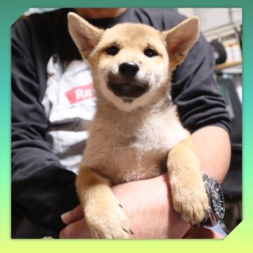 柴犬(標準サイズ)【岡山県・男の子・2025年8月24日・赤】の写真「●11月27日撮影●」