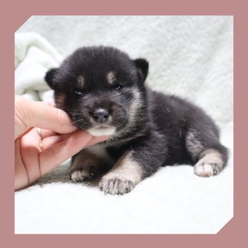 柴犬(標準サイズ)【岡山県・女の子・2025年8月16日・黒】の写真「●09月011日撮影●」