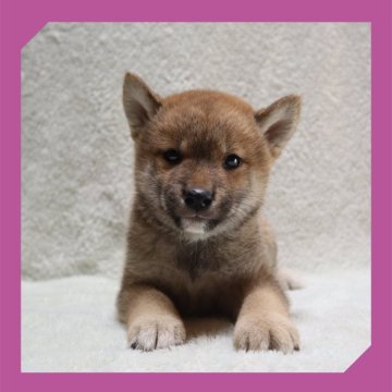 柴犬(標準サイズ)【岡山県・女の子・2025年8月16日・赤】の写真「●10月02日撮影●」
