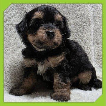 ●ちわぷー●(トイプードル×チワワ)【岡山県・男の子・2025年9月27日・ブラックタン】の写真「●11月06日撮影●」