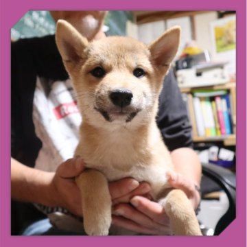 柴犬(標準サイズ)【岡山県・女の子・2025年8月16日・赤】の写真「●11月27日撮影●マイペースなワタシ🎀」