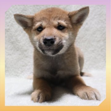 柴犬(標準サイズ)【岡山県・女の子・2025年9月29日・赤】の写真「●12月11日撮影●」