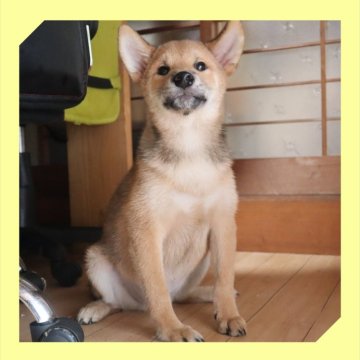 柴犬(標準サイズ)【岡山県・男の子・2025年6月12日・赤】の写真「●10月02日撮影●」