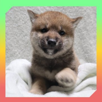 柴犬(標準サイズ)【岡山県・男の子・2025年9月17日・赤】の写真「●10月30日撮影●」