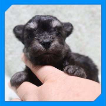 ●ちわまる●(マルチーズ×チワワ)【岡山県・男の子・2025年10月25日・ブラックタン】の写真「●11月20日撮影●」