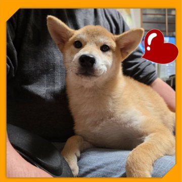 柴犬(標準サイズ)【岡山県・女の子・2025年6月8日・赤】の写真「●11月06日撮影●」