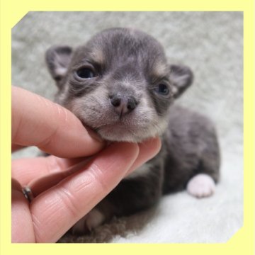 チワワ(ロング)【岡山県・女の子・2025年11月20日・ブルータン&ホワイト】の写真「●12月11日撮影●」