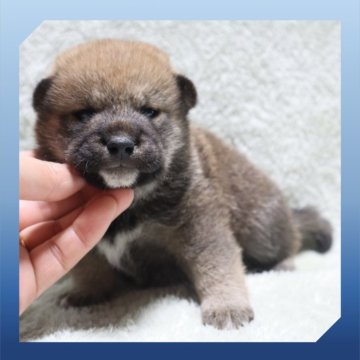 柴犬(標準サイズ)【岡山県・男の子・2025年8月24日・赤】の写真「●09月18日撮影●」