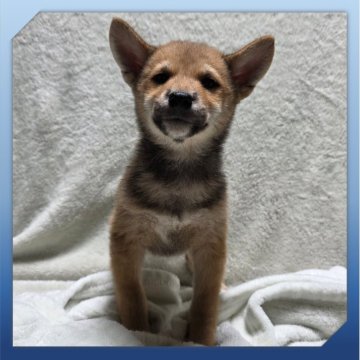 柴犬(標準サイズ)【岡山県・男の子・2025年8月24日・赤】の写真「●11月06日撮影●」