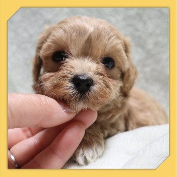 ●まるぷー●(マルチーズ×トイプードル)【岡山県・男の子・2025年10月21日・アプリコット】の写真「●11月27日撮影●」