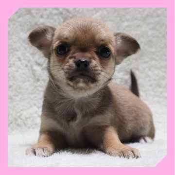 チワワ(スムース)【岡山県・女の子・2025年10月27日・レッド&ホワイト】の写真「●12月11日撮影●」