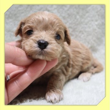 ●まるぷー●(マルチーズ×トイプードル)【岡山県・男の子・2025年10月21日・アプリコット】の写真「●11月14日撮影●」