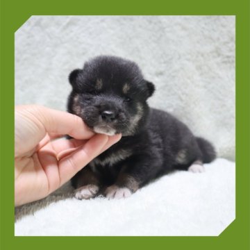 柴犬(標準サイズ)【岡山県・男の子・2025年8月16日・黒】の写真「●09月04日撮影●」