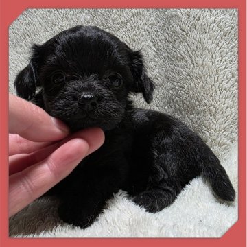 ●ちわぷー●(トイプードル×チワワ)【岡山県・女の子・2025年9月27日・ブラック】の写真「●11月06日撮影●」