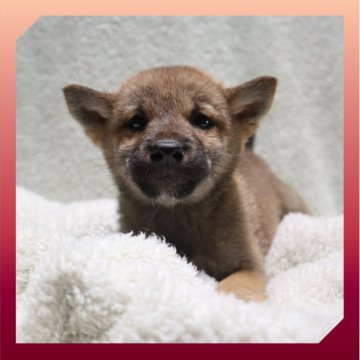 柴犬(標準サイズ)【岡山県・女の子・2025年9月29日・赤】の写真「●12月04日撮影●」