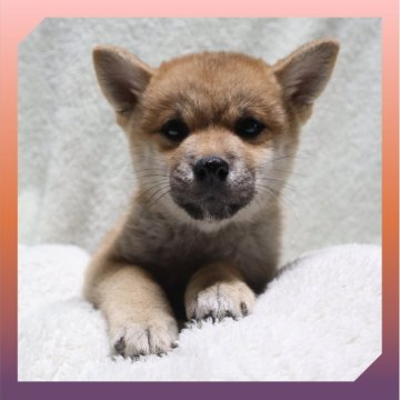 柴犬(標準サイズ)【岡山県・女の子・2025年9月17日・赤】の写真「●12月04日撮影●」