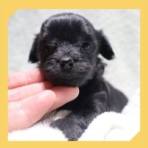 ●ちわぷー●(トイプードル×チワワ)