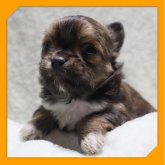 チワワ(ロング)