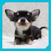 チワワ(スムース)