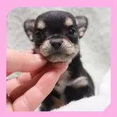 チワワ(スムース)