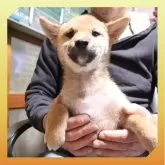 柴犬(標準サイズ)