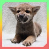 柴犬(標準サイズ)