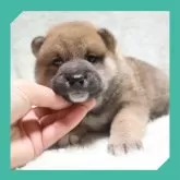 柴犬(標準サイズ)
