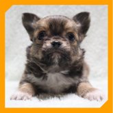 チワワ(ロング)