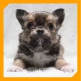 チワワ(ロング)