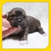 チワワ(スムース)