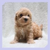 ●まるぷー●(マルチーズ×トイプードル)